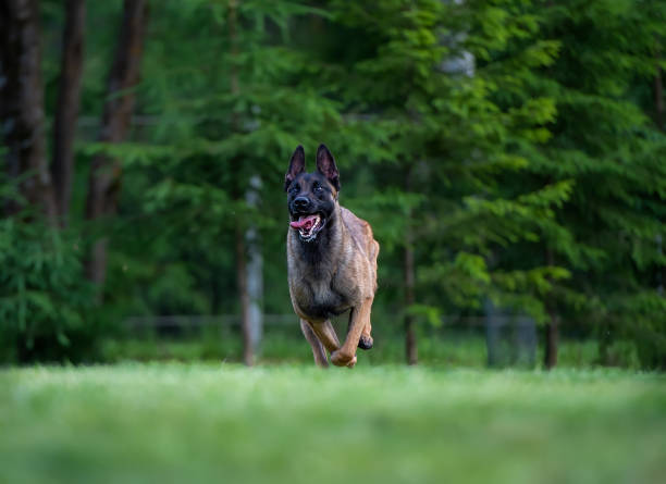 istock Belgian Shepherd malinois running on the grass in summer. Selective focus. 2167611639