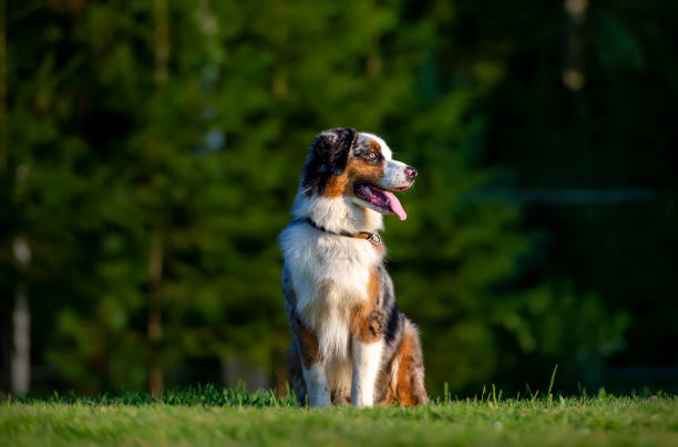 istock Australian shepherd puppy sitting on the grass in the park. Selective focus. 2167611889