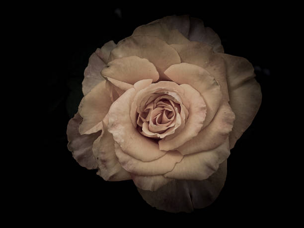 istock pink in pastel tones 2167615470