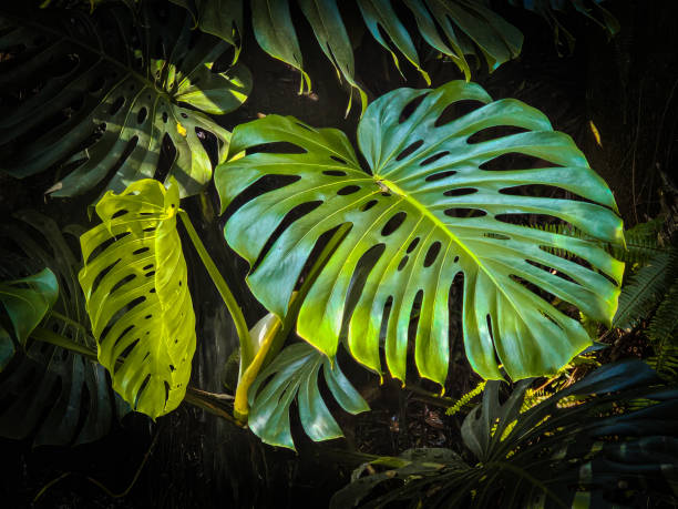 istock tropical green leaves 2167615751