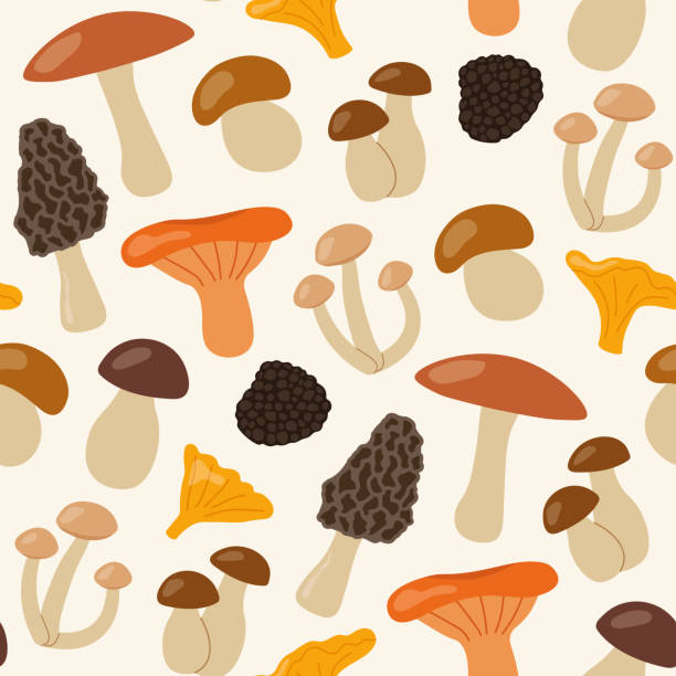 bezszwowy wzór z różnymi grzybami jadalnymi: nakrętka z mleka szafranowego, trufla, kurka, borowik, grzyb miodowy, borowiki; smardze; jesień tło - grzybobranie stock illustrations