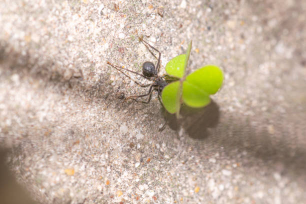 Argentinian ant taking a leaf to the anthill