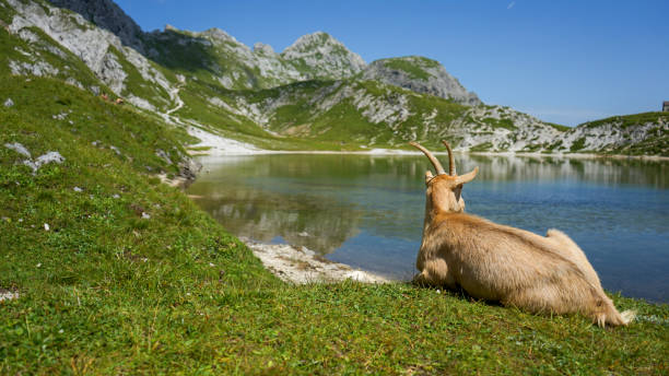 Mountain meadow, lake and goats,  Dolomites