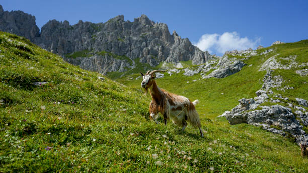 istock Scenic view of mountain meadow and goat, Dolomites 2167621032