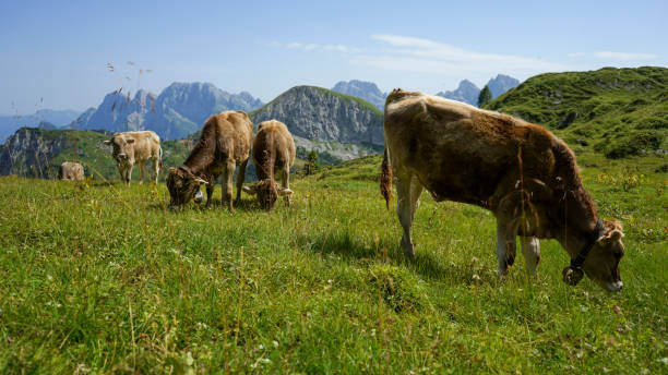 istock Scenic view of mountain meadow and cows, Dolomites 2167621155