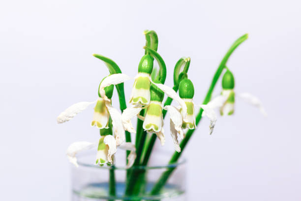 Vase filled with withered flowers. Spring flowers are small and delicate, with a bright green stem