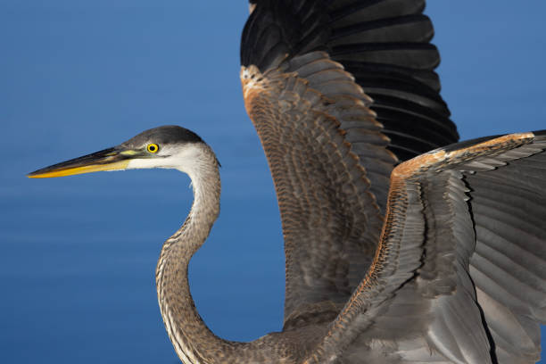 Great Blue Heron in close up portrait with broad wings raised high and blue water background in Fort Lowell Park, an urban nature spot in Tucson, Arizona, United States