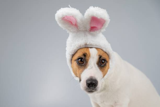 istock Jack Russell Terrier dog in bunny ears on a white background. Copy space. 2167626789