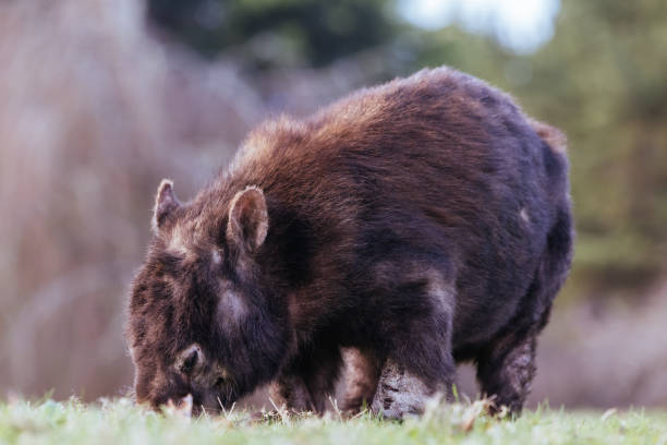 A sick wombat in rehabilitation with mange and cuts from scratching in Olinda, Dandenong Ranges, Victoria, Australia