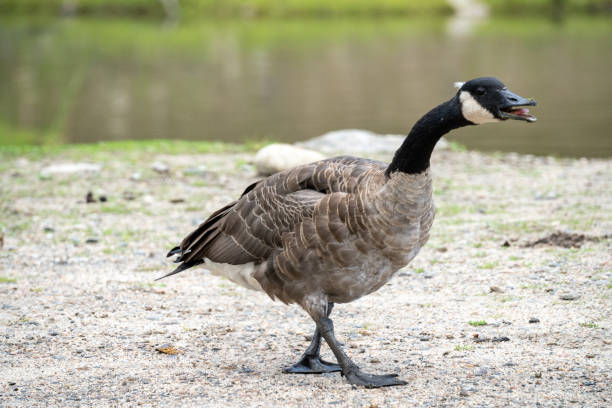 istock A barnacle walks next to a lake 2167628170