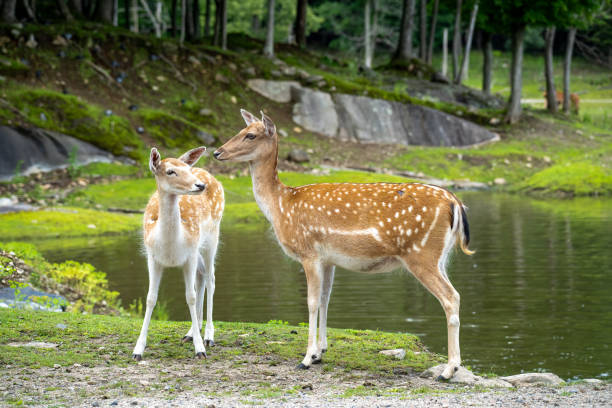 Two fawns in dense green forest by a lake
