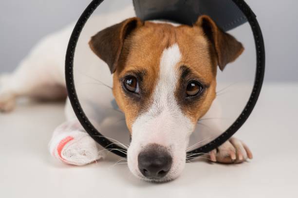 istock Jack Russell Terrier dog with a bandaged paw in a cone collar. 2167628746