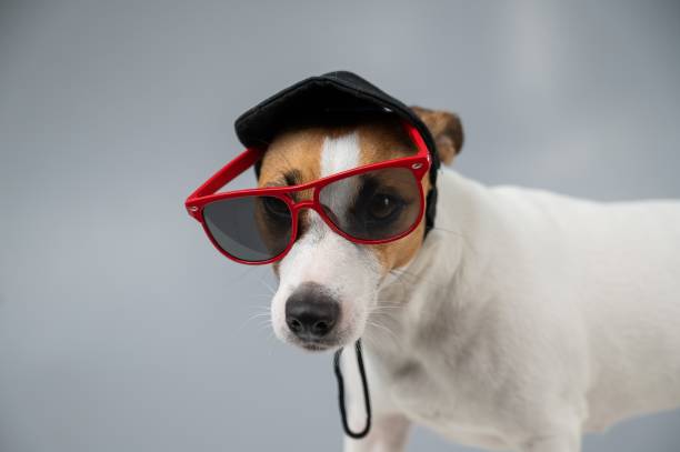 istock Jack russell terrier dog in a black cap and sunglasses on a white background. 2167629247