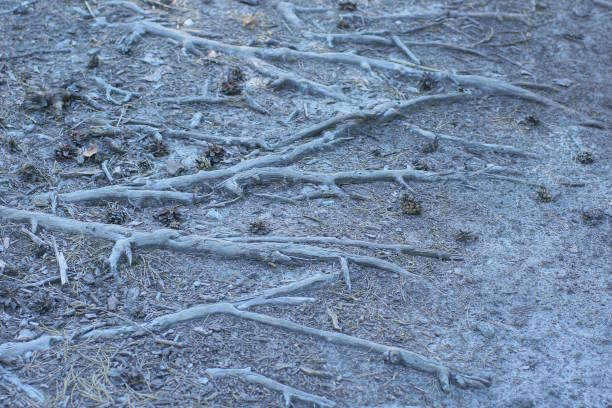 many long big tree roots in gray sand outdoors in summer nature