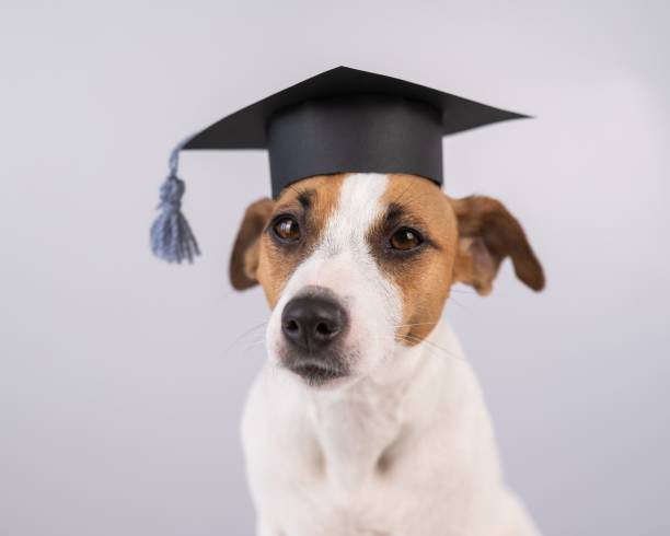 istock Cute dog jack russell terrier in an academic cap on a white background. 2167630872