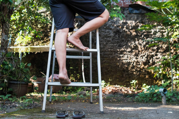 A man in short pants, standing climbs onto a starfruit tree with an aluminum ladder, gardening activity.