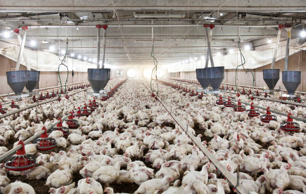 Trang trại gà và đời sống công nghiệp -3