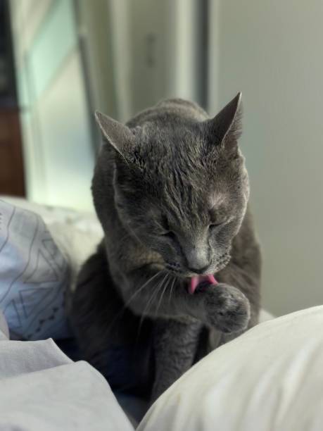 istock Gray cat licking paw 2167631973