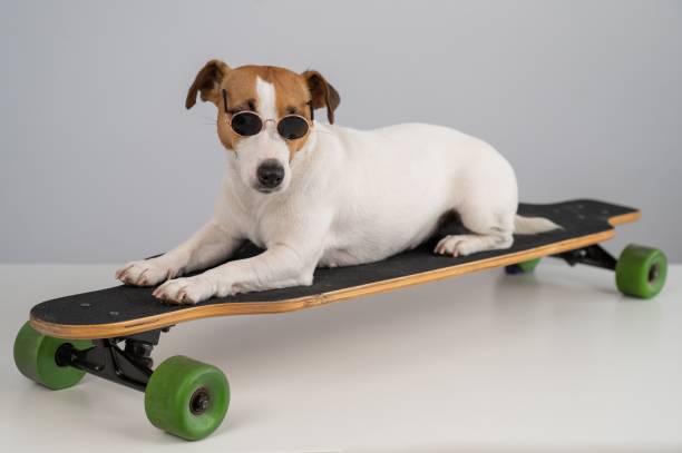 istock Jack russell terrier dog in sunglasses rides a longboard on a white background. 2167631999