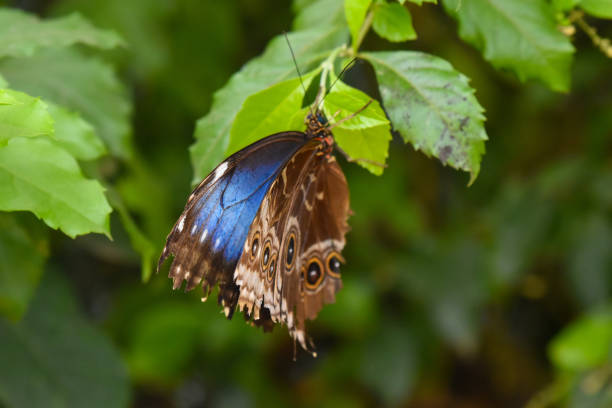 istock Beautiful Blue Morpho butterfly resting on leaf in jungle 2167633881