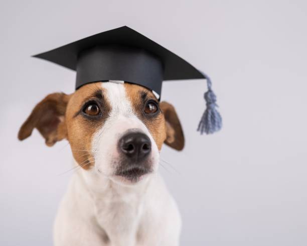 istock Cute dog jack russell terrier in an academic cap on a white background. 2167633928