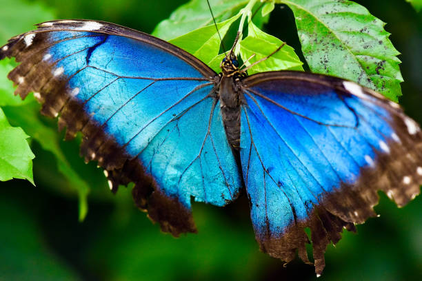 istock Beautiful sapphire Blue Morpho close up on flower 2167633936
