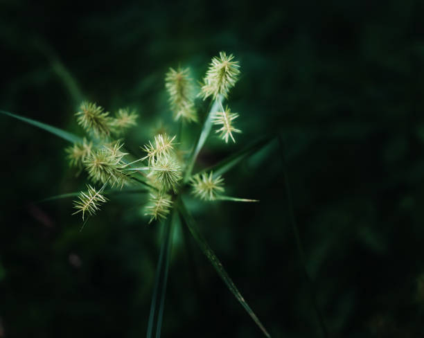 Yellow nutsedge  (Cyprus esculents) is a species of plant in the sedge family widespread across much of the world. It is edible and flavorful enhancing dishes with a nutty taste. It is medicinal offering health benefits like ani-inflammatory properties. It is also commonly used foods of ducks and of certain marshbirds and shorebirds. Deer, wild turkey, waterfowl, muskrats and rodents will feed on the nutsedge sprouts.