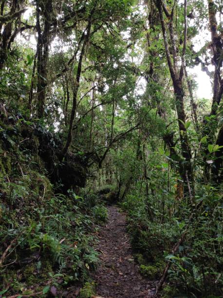 istock Path in the cloud forest in Costa Rica 2167634528