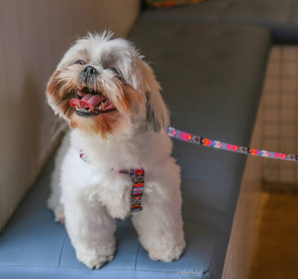 happy shih tzu dog