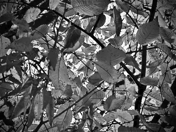 Black and white through tree leaves
