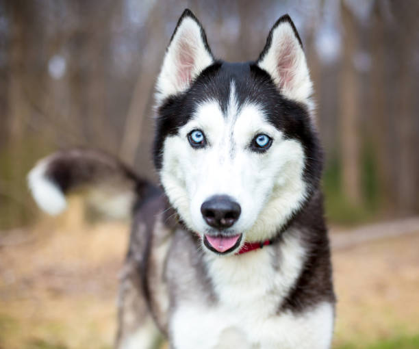 istock A purebred Husky dog with blue eyes 2167637841