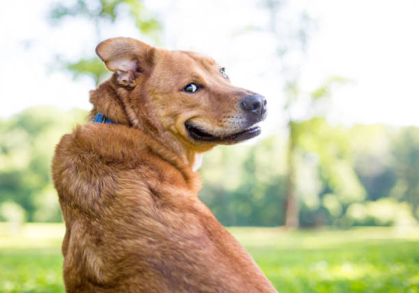 A Retriever mixed breed dog looking over its shoulder with a funny expression
