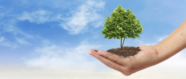 istock Hand plant trees for sustainability 2167637966