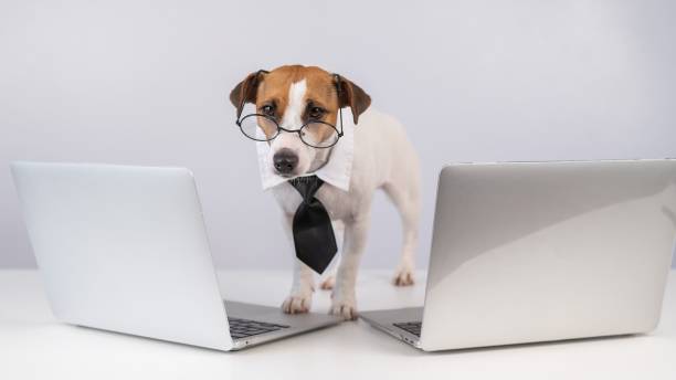 Jack Russell Terrier dog in glasses and a tie sits between two laptops on a white background