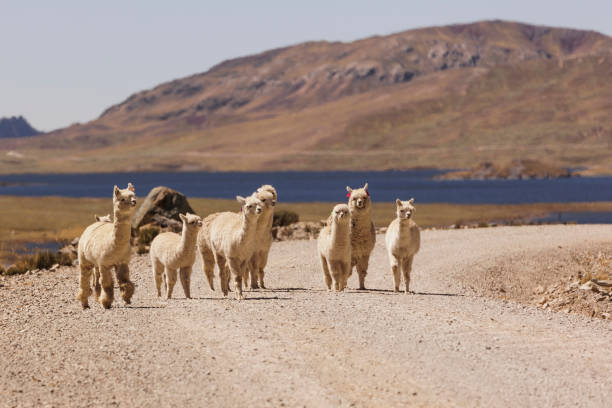 istock Group of alpacas wandering around a remote mountainous area 2167638648
