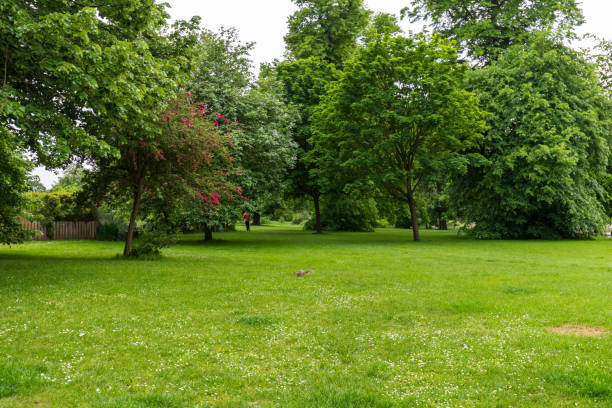 Scenic Park Landscape with Greenery and Trees in London