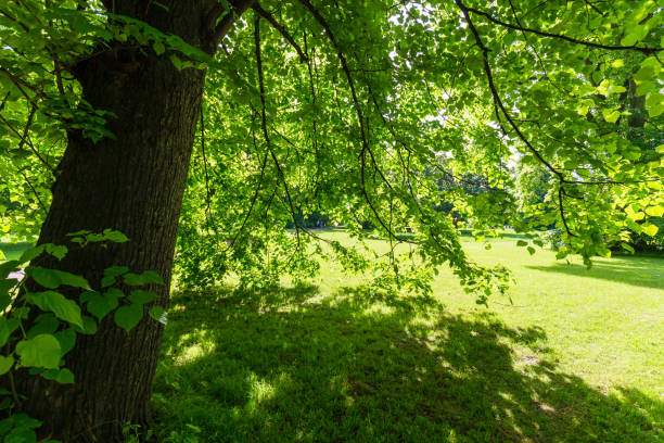 istock Sunlit Tree Branches and Leafy Canopy in London Park 2167640518