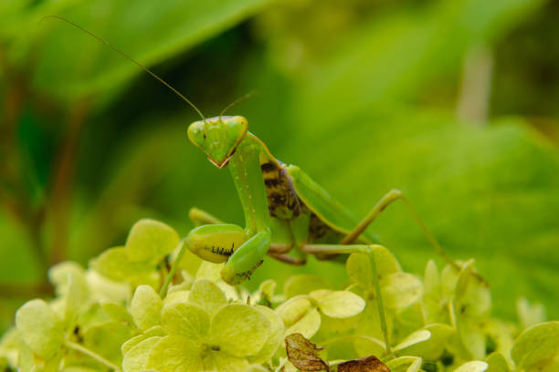 Macrophotograph of a large green mantis sitting on a flower leaf. Front view. Blurred background. The concept of wild insects