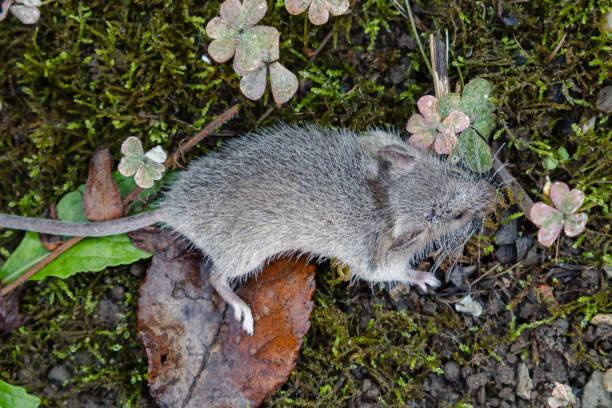 Cute yellow-necked mouse (Apodemus flavicollis) eating seeds.