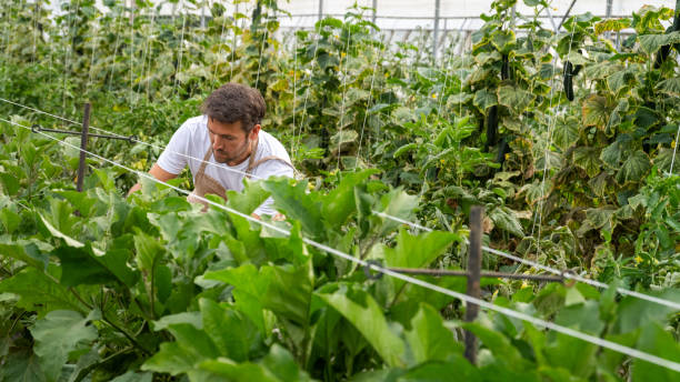 istock Dedicated Greenhouse Worker Tending to Plants 2167642448