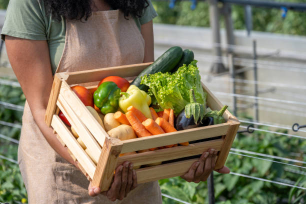 istock Hispanic Greenhouse Worker Holding Vegetable Basket 2167642464