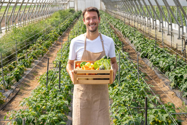 istock Greenhouse Worker with Vegetable Harvest 2167642483