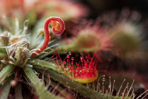 Drosera Capillaris, also known as the pink sundew, is a species of carnivorous plant belonging to the family Droseraceae. It is native to the southern United States, the Greater Antilles, western and southern Mexico, Central America, and northern South America.