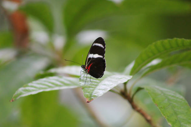 Black, White and Dark Pink Butterfly on Green Leaf