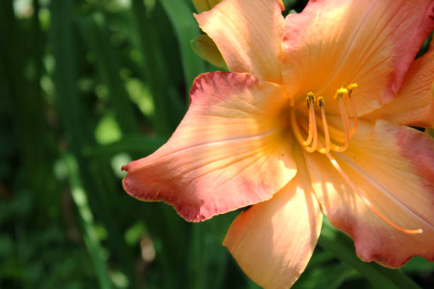 Orange Lillies in the Forest