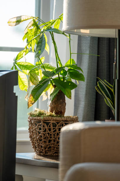 istock Indoor Bonsai Plant during Covid-19 2167645804