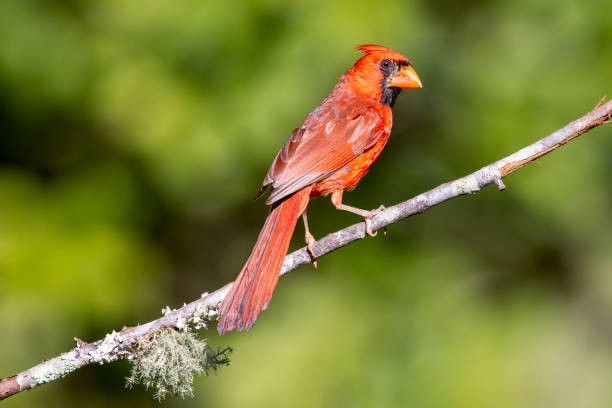 istock Northern Cardinal, Alabama, USA 2167650236