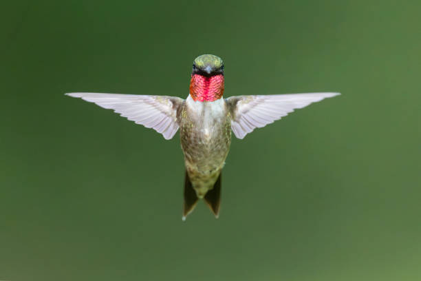 Taxon name: Ruby-throated Hummingbird (male)\nTaxon scientific name: Archilochus colubris\nLocation: Birmingham, Alabama, USA