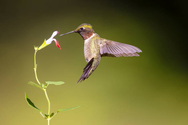 istock Ruby-throated Hummingbird, Birmingham, Alabama, USA 2167650435