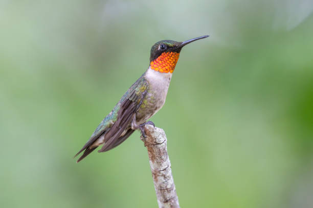 istock Ruby-throated Hummingbird, Alabama, USA 2167650519